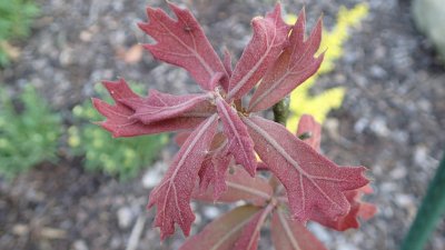 Quercus marilandica - dub marylandský